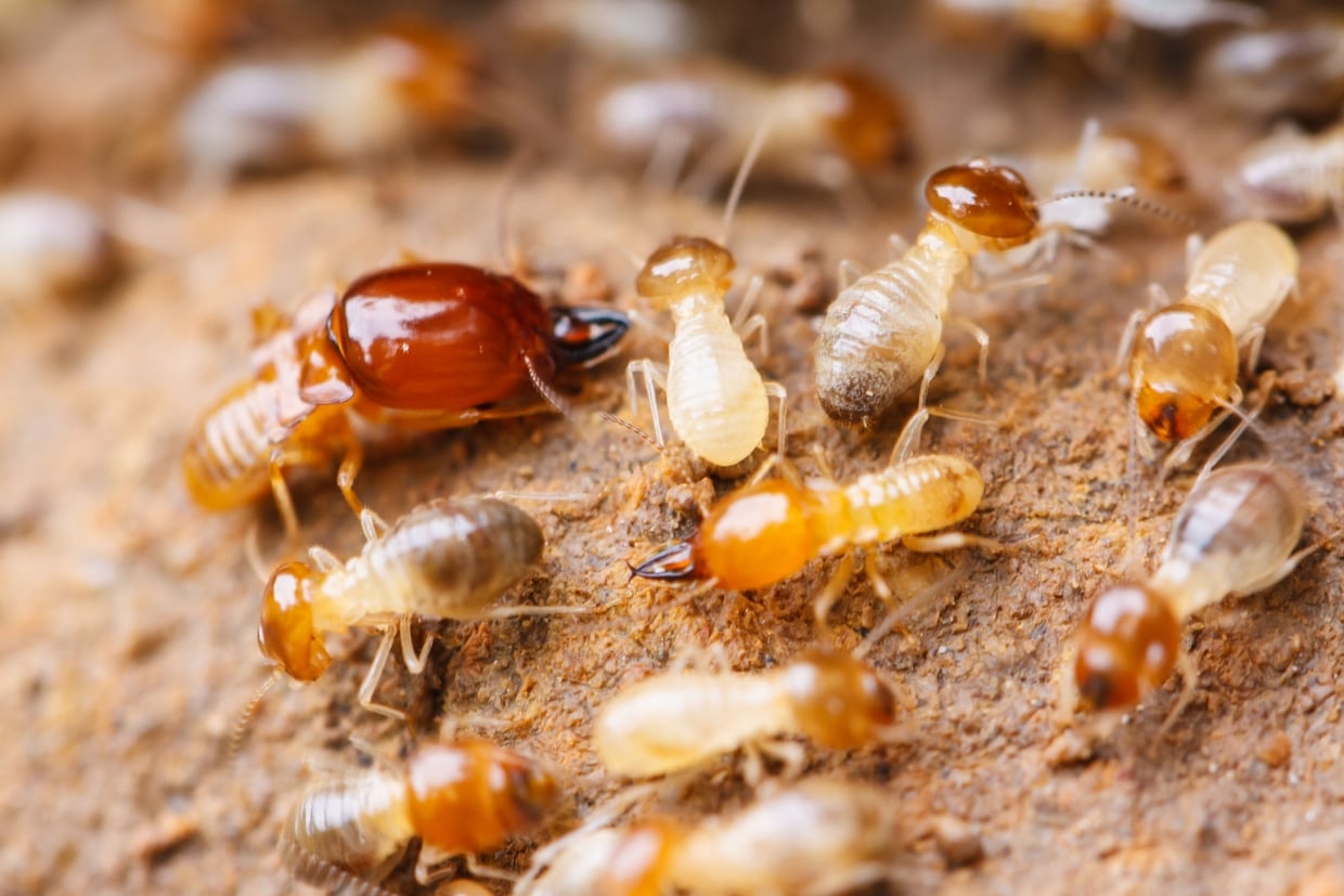 Общественные насекомые: Как и почему возникают касты