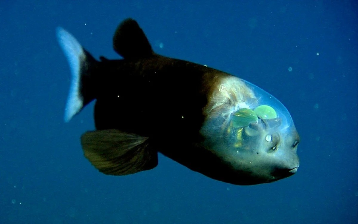 Макропинна: Фантастическая рыба. Фокус с разоблачением