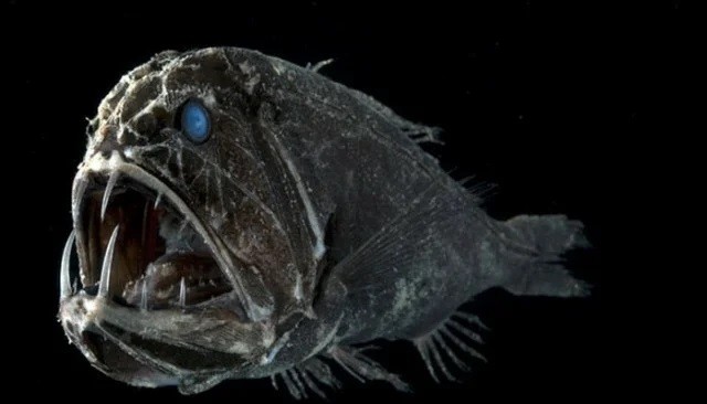 Почему глубоководные рыбы уродливы