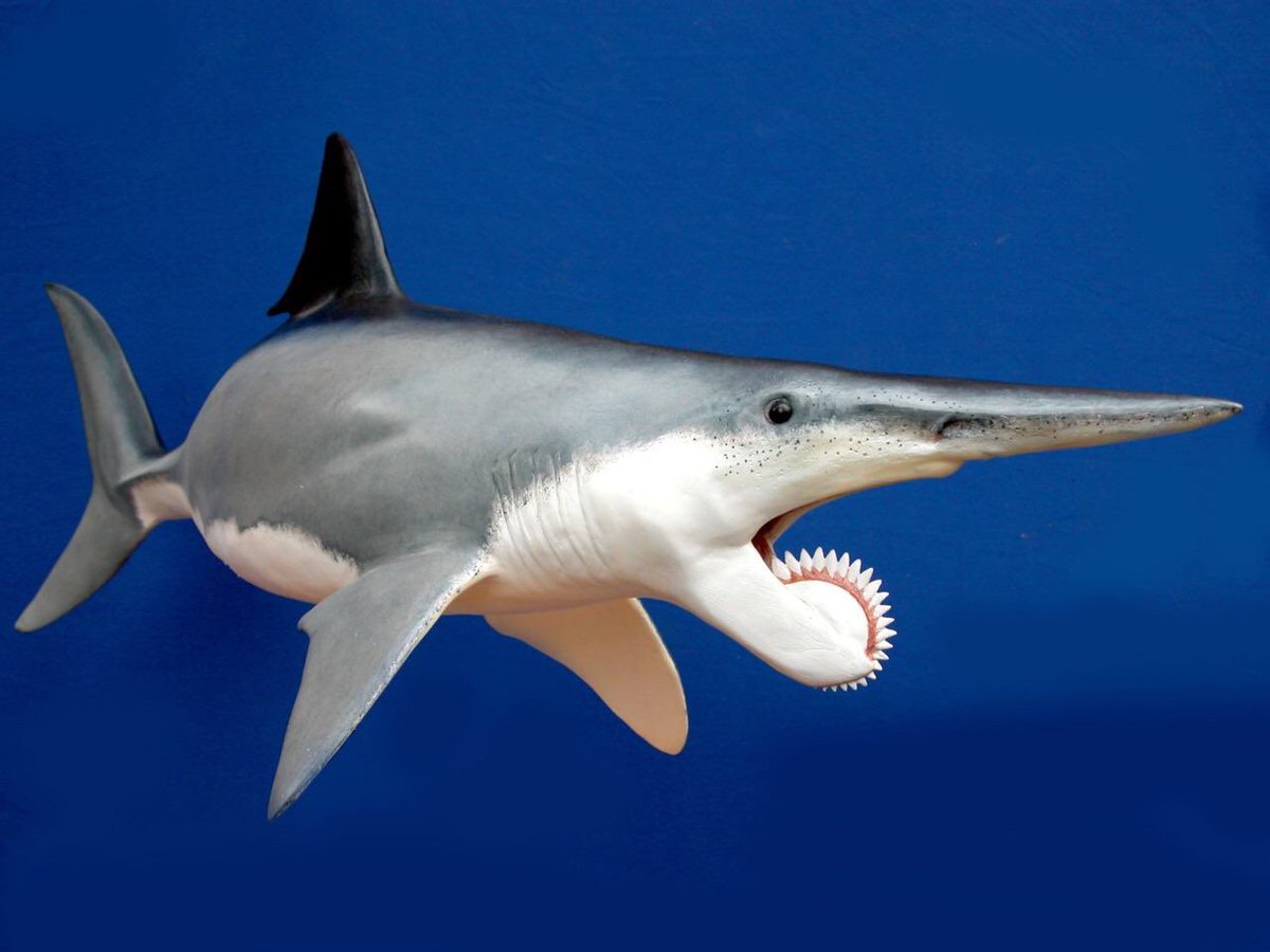 Древняя акула геликоприон