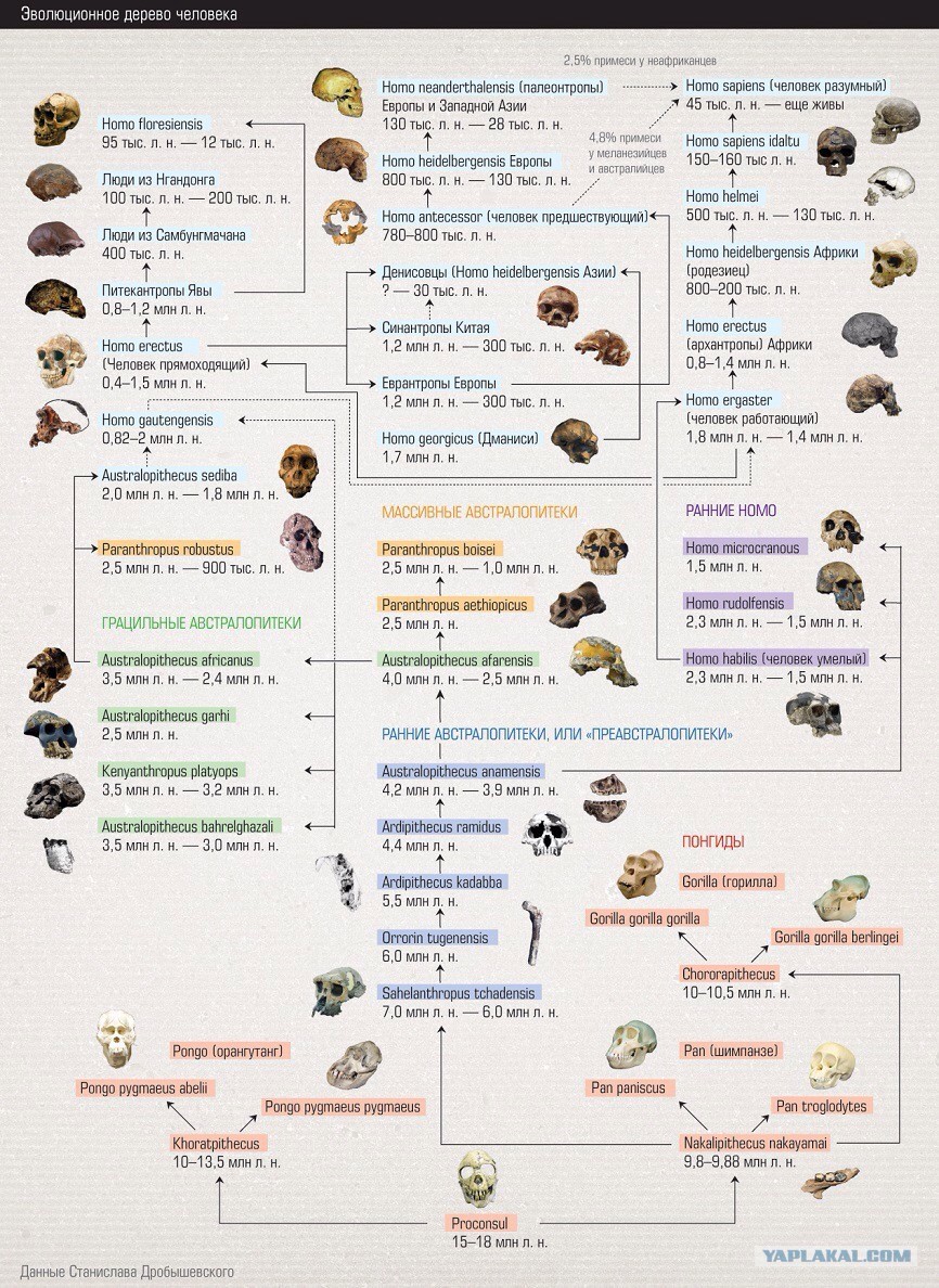 Древо эволюции человека схема