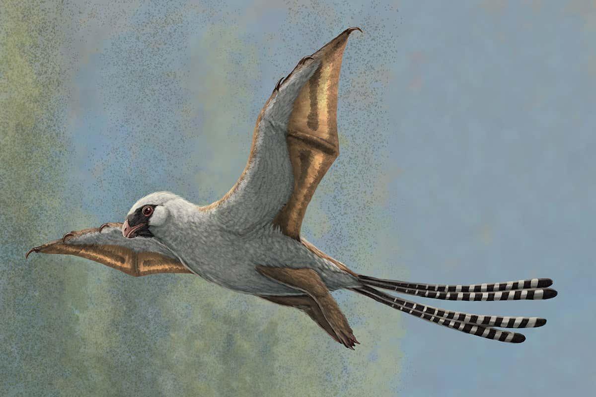 Ambopteryx longibrachium