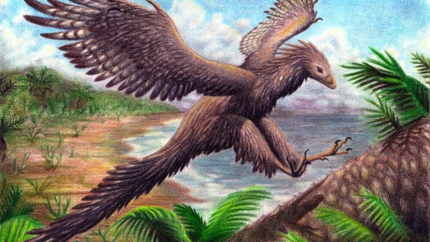 Почему не взлетел археоптерикс: Что связывает рептилий и птиц?