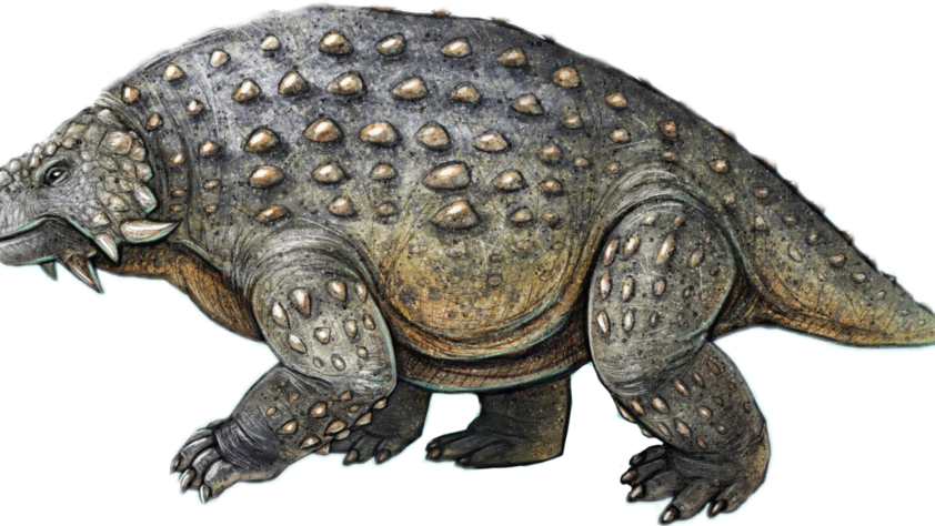 Скутозавр: Что броненосец пермского периода смог рассказать о своих врагах